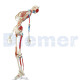 Esqueleto Humano a 13 con Funda